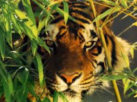 /album/felinfos/tigre-jpg1/