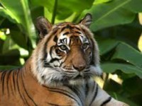 /album/felinfos/tigre2-jpg/