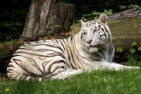 /album/felinfos/tigre4-jpg/