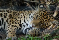 /album/galerie-photos/a19-jpg/