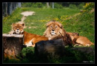 /album/galerie-photos/a43-jpg/