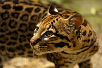 /album/galerie-photos/a44-jpg/