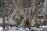 /album/galerie-photos/a48-jpg/