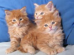 3 chatons