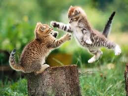 2 chatons qui jouent