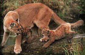 mère puma et ses deux  bébés