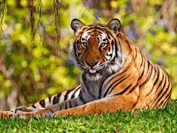 tigre du bengale