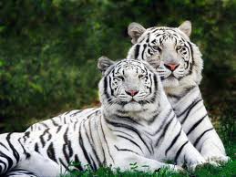 couple de tigres blancs