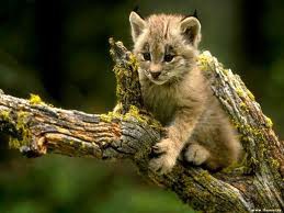 bébé puma