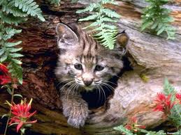 chaton dans un tronc d'arbre