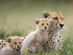 guépard et ses bébés
