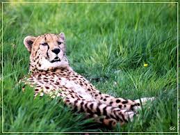 guépard couché