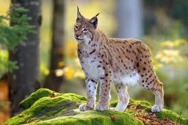 lynx
