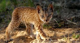 bébé serval