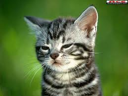 chaton gris