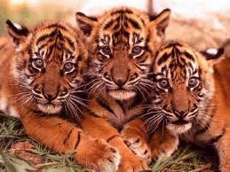 3 bébés tigres