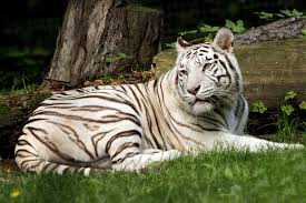 tigre blanc
