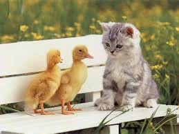 chaton avec 2 canetons