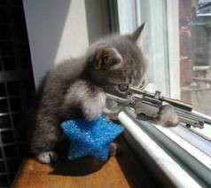 chaton qui joue à Call Of Duty
