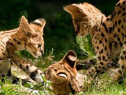 bébés serval qui jouent