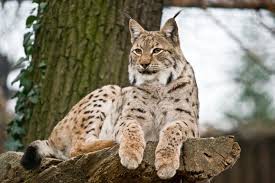 lynx