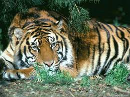 tigre couché