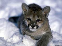 bébé puma dans la neige