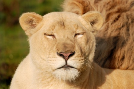 Lionne blanche