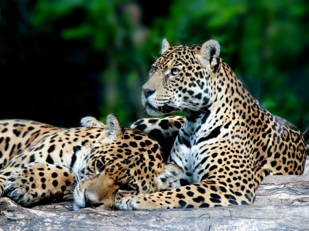 Jaguard amoureux