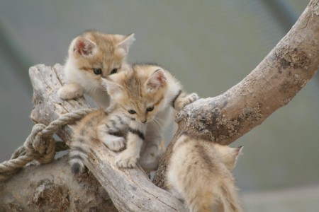 bébé chat des sables