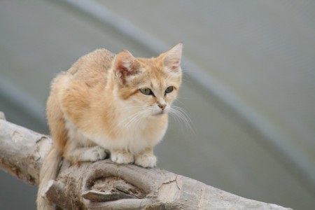 chat des sables