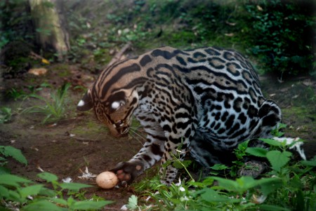 Maroni (ocelot) et son oeuf !