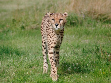 guépard en balade