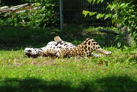 Un jaguar se détend au soleil