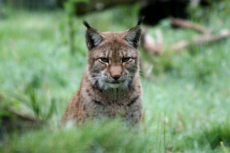 Le guetteur (Lynx de Sibérie)