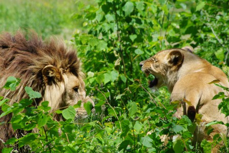couple de lions
