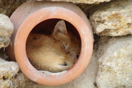 Sieste du chaton des sables