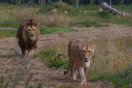 Couple de Lions