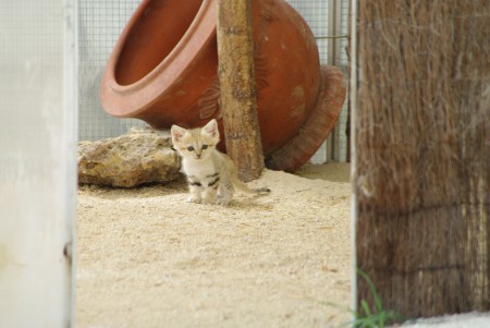 chaton des sables