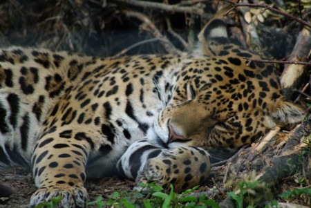 la sieste du jaguar