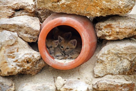 chatons des sables