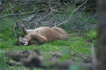 un puma heureux