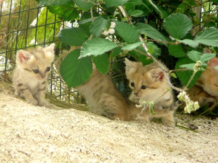 Bébés chats des sables nés en 2009
