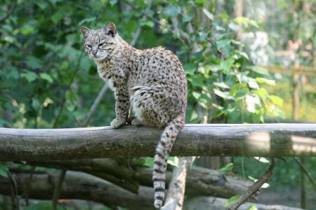 le chat de geoffroy prend la pose