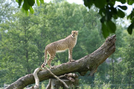 Le guepard vou souhaite la bienvenue au parc