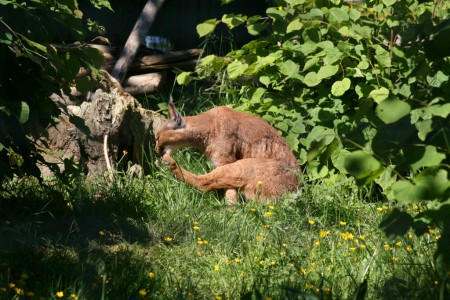 la toilette du caracal