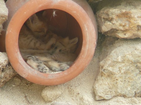 tas de chatons des sables