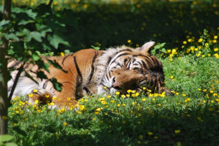 Une sieste bien mérité chez les Tigres