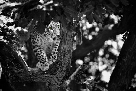 panthère dans l'arbre