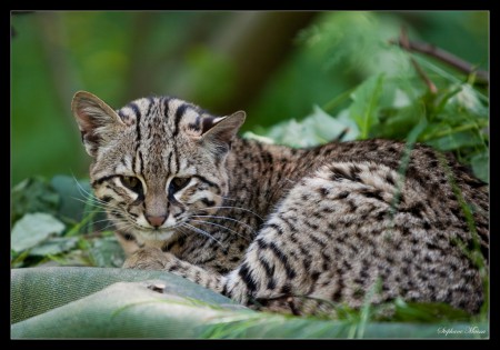 Chat de Geoffroy